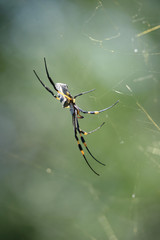 Golden Orb Web Spider mit Beute, fotografiert in Südafrika, Kruger National Park / Selati Game Reserve