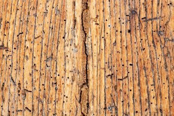 Cracked wooden surface of an old door damaged by woodboring beetles at Kavala, Greece, texture background
