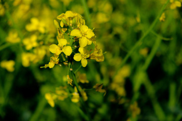Flowering Rapeseed Plants