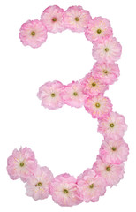 Numeral 3, three, from natural pink flowers of almond tree, isolated on white background