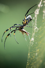 Golden Orb Web Spider mit Beute, fotografiert in Südafrika, Kruger National Park / Selati Game Reserve