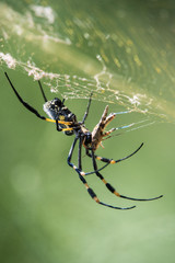 Golden Orb Web Spider mit Beute, fotografiert in Südafrika, Kruger National Park / Selati Game Reserve