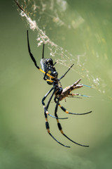 Golden Orb Web Spider mit Beute, fotografiert in Südafrika, Kruger National Park / Selati Game Reserve