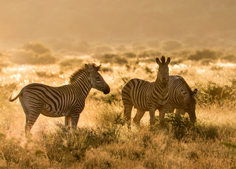 Fototapeta na wymiar Zebras im Abendlicht in Ohrigstadt, Südafrika