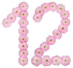 Numeral 12, twelve, from natural pink flowers of almond tree, isolated on white background
