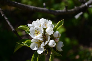 pear branch with white flowers and buds