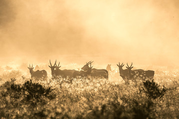 Elands im Abendlicht  © Nicole