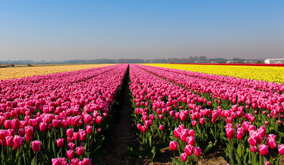 Tulpenfelder bei Leiden in Holland