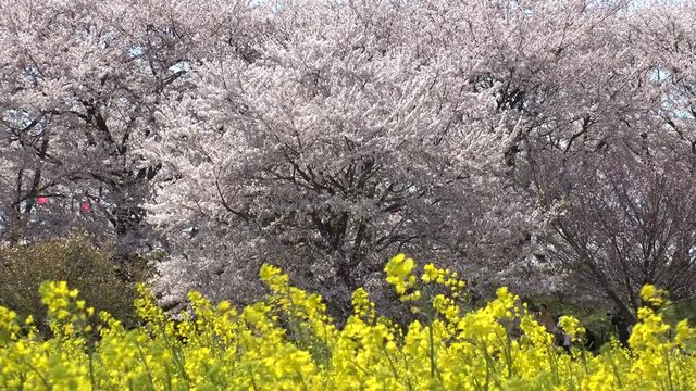 SATTE,  SAITAMA,  JAPAN - CIRCA APRIL 2019 : CHERRY BLOSSOMS and RAPE FLOWER (CANOLA FLOWER).  Spring season.