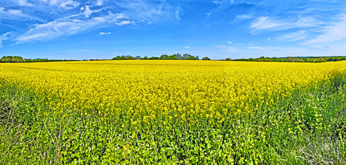 Rapsfeld im Fr&uuml;hling Bergisches Land NRW