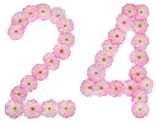 Numeral 24, twenty four, from natural pink flowers of almond tree, isolated on white background