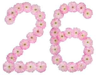 Numeral 26, twenty six, from natural pink flowers of almond tree, isolated on white background