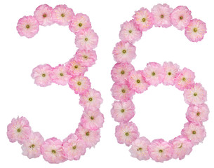 Numeral 36, thirty six, from natural pink flowers of almond tree, isolated on white background