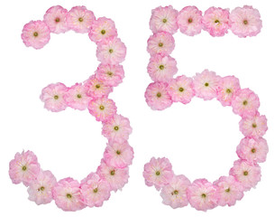 Numeral 35, thirty five, from natural pink flowers of almond tree, isolated on white background