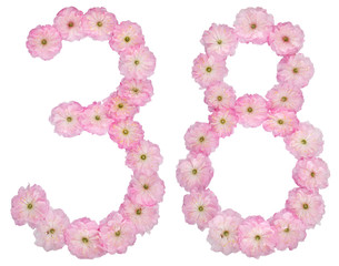 Numeral 38, thirty eight, from natural pink flowers of almond tree, isolated on white background