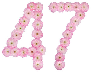 Numeral 47, forty seven, from natural pink flowers of almond tree, isolated on white background