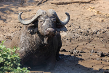 Kaffernbüffel / Buffalo / Syncerus caffer