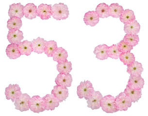Numeral 53, fifty three, from natural pink flowers of almond tree, isolated on white background