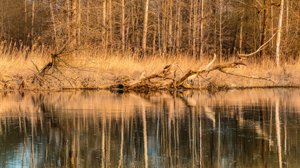 Beautiful winter view near the Grieshaus-Isar-Moos-Bavaria-Germany