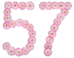 Numeral 57, fifty seven, from natural pink flowers of almond tree, isolated on white background