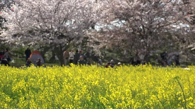 SATTE,  SAITAMA,  JAPAN - CIRCA APRIL 2019 : CHERRY BLOSSOMS and RAPE FLOWER (CANOLA FLOWER).  Spring season.