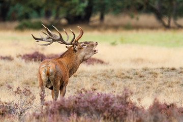 Red deer stag in rutting season in the forest of National Park Hoge Veluwe in the Netherlands 
