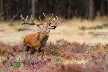 Red deer stag in rutting season in the forest of National Park Hoge Veluwe in the Netherlands 
