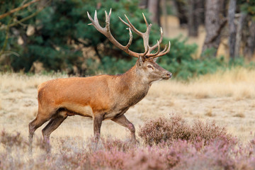 Red deer stag in rutting season in the forest of National Park Hoge Veluwe in the Netherlands 
