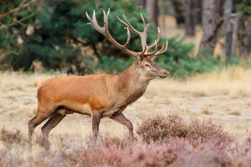 Fotobehang Red deer stag in rutting season in the forest of National Park Hoge Veluwe in the Netherlands  © henk bogaard