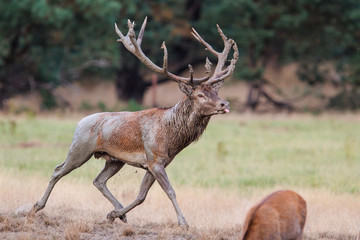 Red deer stag in rutting season in the forest of National Park Hoge Veluwe in the Netherlands 