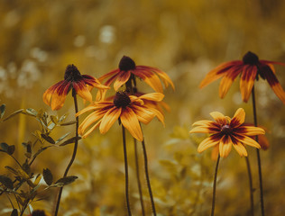 Rudbeckia yellow asteraceae flowers close-up outdoors