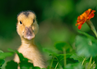 Head cute little yellow newborn duckling in green grass. Newly hatched duckling on a chicken farm - close-up portrait.