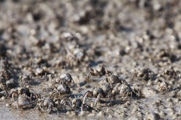 Thousands of tiny sand bubbler crabs flock from the beach into water on tropical island Ko Lanta