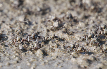 Thousands of tiny sand bubbler crabs flock from the beach into water on tropical island Ko Lanta