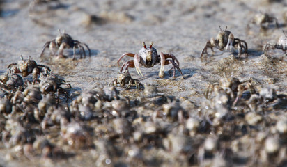 Thousands of tiny sand bubbler crabs flock from the beach into water on tropical island Ko Lanta