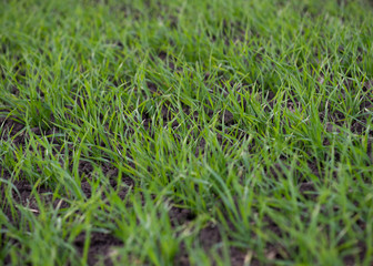 Green field of young wheat. Spring coming to land. Young green wheat growing in soil. Green sprouts of wheat in field. Wheat seedlings growing in meadow.