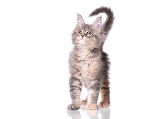 Maine Coon kitten 2 months old. Cat isolated on white background. Portrait of beautiful domestic kitty.