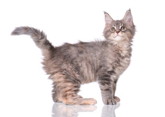 Maine Coon kitten 2 months old. Cat isolated on white background. Portrait of beautiful domestic kitty.