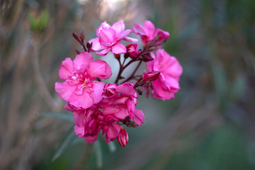 Naklejka na ściany i meble Beautiful pink flower with blurred background