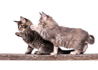 Family group of two fluffy beautiful Maine Coon kittens. Cats isolated on white background. Portrait of beautiful domestic kitty.