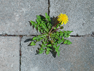 top view of yellow dandelion flower between grey paving stones