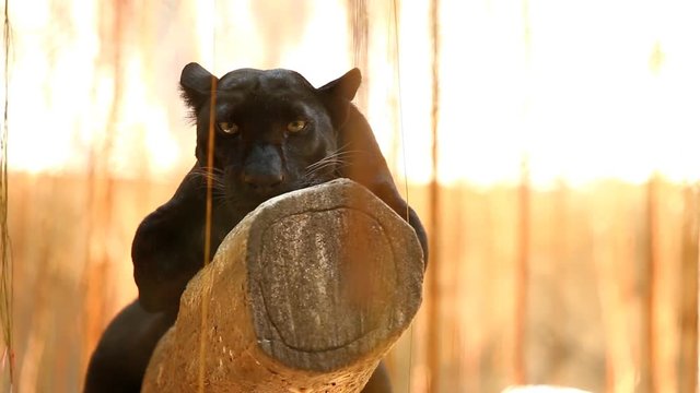 Black panther in Chiangmai Thailand