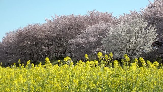 SATTE,  SAITAMA,  JAPAN - CIRCA APRIL 2019 : CHERRY BLOSSOMS and RAPE FLOWER (CANOLA FLOWER).  Spring season.