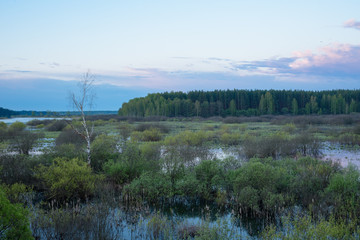 view of the swamp morning dawn