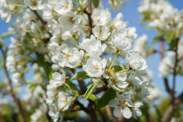Frühling mit Kirschblüte in Deutschland