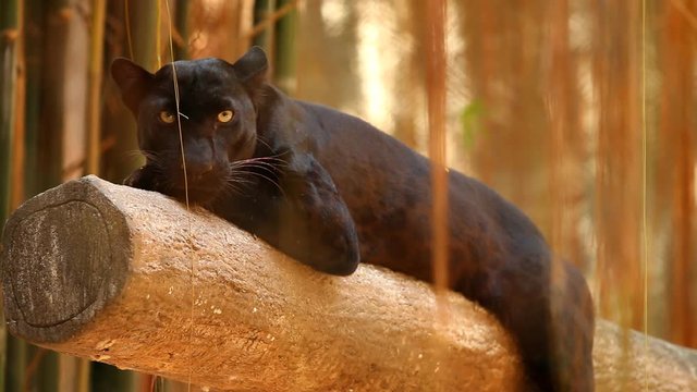 Black panther in Chiangmai Thailand