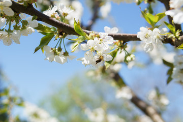 Frühling in Deutschland: Kirschblüte mit Insekten