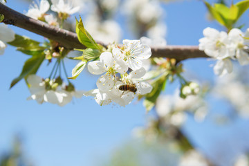 Frühling in Deutschland: Kirschblüte mit Insekten