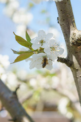 Frühling in Deutschland: Kirschblüte mit Insekten