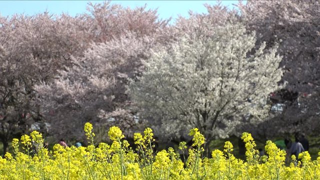 SATTE,  SAITAMA,  JAPAN - CIRCA APRIL 2019 : CHERRY BLOSSOMS and RAPE FLOWER (CANOLA FLOWER).  Spring season.